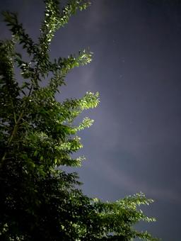 公園から見上げる夜空 公園から見上げる夜空 夜,公園,夜の公園の写真素材