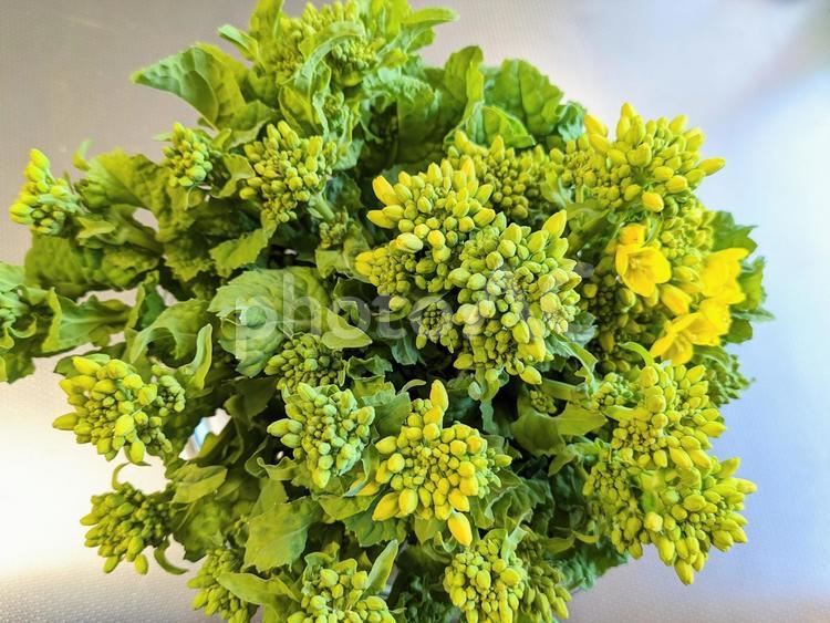 食用菜の花（ナバナ）の花束 菜の花,ナバナ,食用菜の花の写真素材