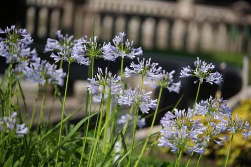 アガパンサス（紫君子蘭）の写真