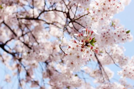桜 桜の写真