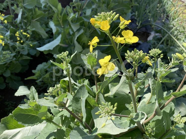 のらぼう菜の花と葉 のらぼう菜,のらぼう,アブラナ科の写真素材