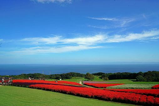 淡路島　あわじ花さじき65　サルビア 兵庫県,あわじ花さじき,サルビアの写真素材
