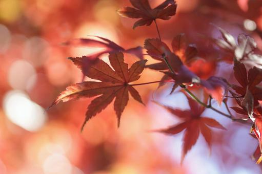 秋の気配・色づく紅葉 秋の気配・色づく紅葉の写真