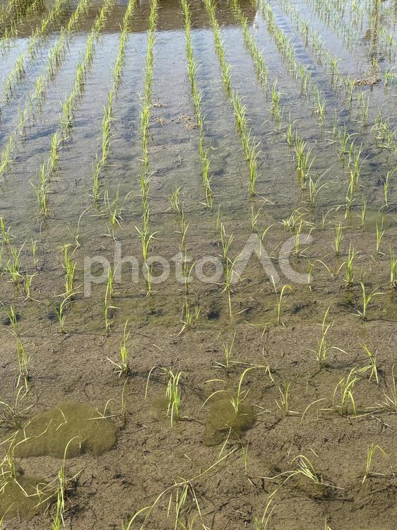 田植え 田植え,田んぼ,米の写真素材
