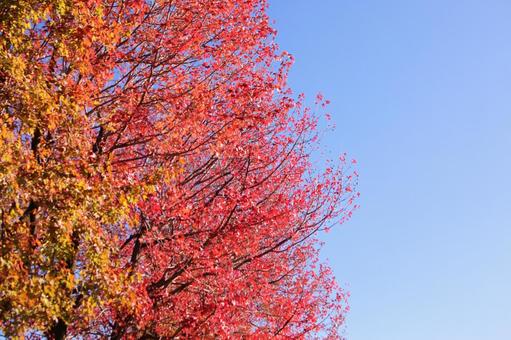 青空と真っ赤な紅葉 青空と真っ赤な紅葉の写真