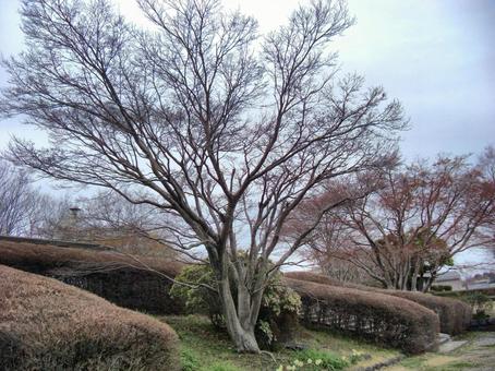 昭和の森-2 昭和の森-2の写真