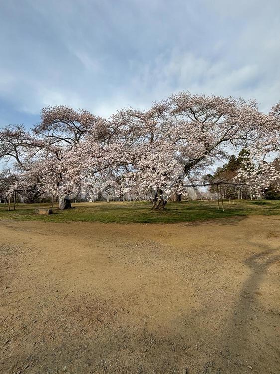 仙台三神峯公園の桜② 青空,桜,公園の写真素材