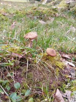 ハイキングの写真