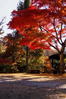 遊歩道の紅葉 遊歩道の紅葉 紅葉,景色,風景の写真素材