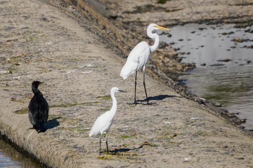 サギとカワウ⑴ サギとカワウ⑴ 鳥,コサギ,ダイサギの写真素材