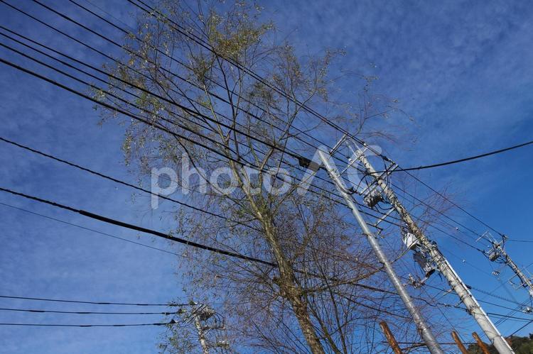 電線に伸びる桜の木 桜,さくら,冬の写真素材