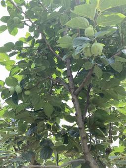 Unripe persimmon, JPG Unripe persimmon, JPG