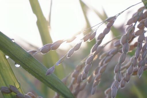 Ear of rice, cơm, cây, meter, JPG