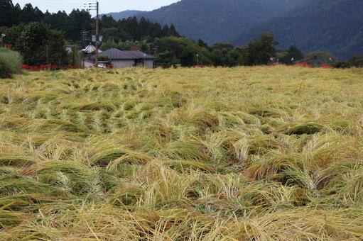 山間の実った稲穂の倒れた田んぼの風景 山間の実った稲穂の倒れた田んぼの風景の写真