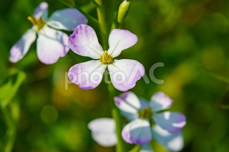 日差しを浴びるハマダイコン 花,植物,花びらの写真素材