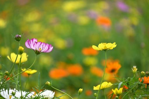 コスモス コスモス,秋桜,花の写真素材