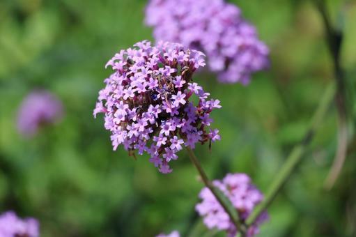 紫色の小花の集まったバーベナの花のアップの写真