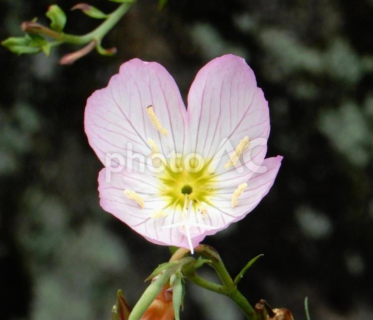 【花の写真】ヒルザキツキミソウ ヒルザキツキミソウ,昼咲月見草,ツキミソウの写真素材
