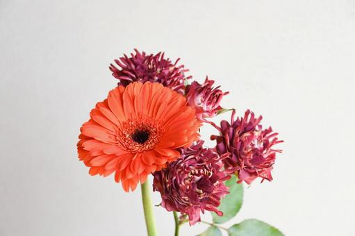 紅華美とガーベラ 紅華美とガーベラの写真