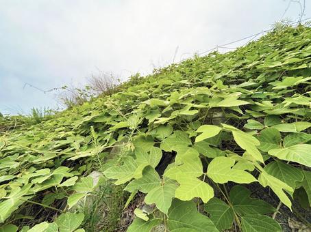 斜面に広がる緑の葉と曇り空 斜面に広がる緑の葉と曇り空 葉,リーフ,緑色の写真素材