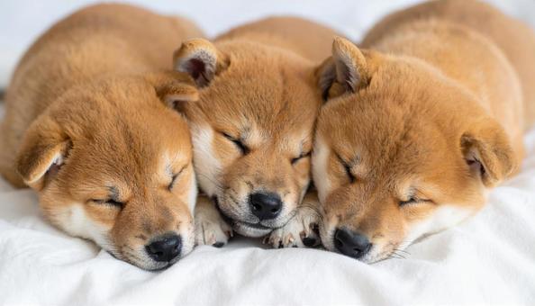 身を寄せ合って眠る柴犬の子犬 豆柴 身を寄せ合って眠る柴犬の子犬 豆柴の写真