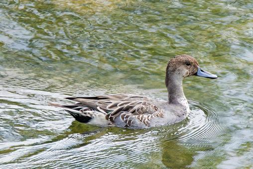 オナガガモ雄エクリプス オナガガモ雄エクリプス オナガガモ,尾長鴨,エクリプスの写真素材