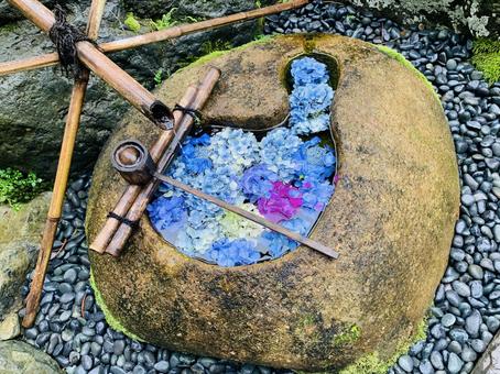 お花が浮かぶ手水舎 お花が浮かぶ手水舎 寺,京都,正寿院の写真素材