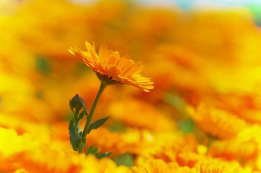 ガーベラ オレンジの花 ガーベラ オレンジの花の写真