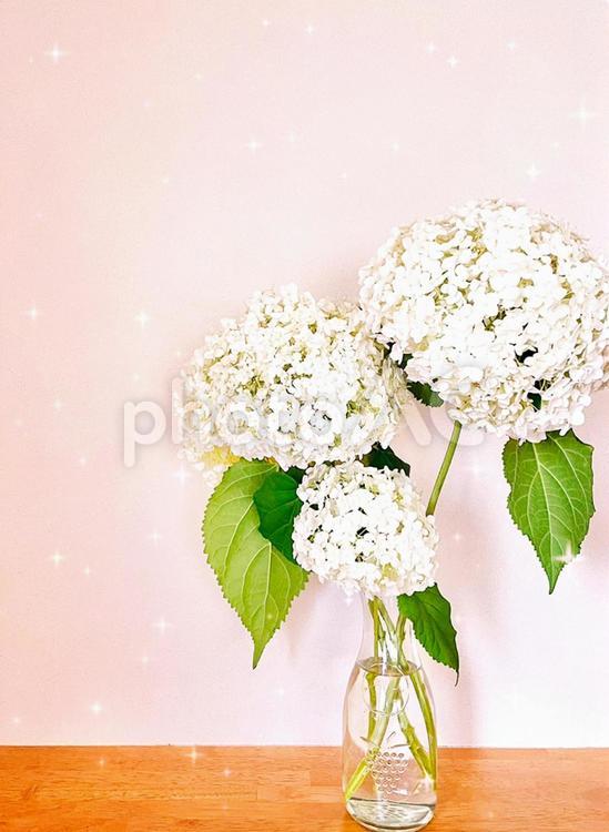 紫陽花　アジサイ　花瓶　美しい　部屋　花のある暮らし　花のある生活　おしゃれ 紫陽花,アジサイ,花瓶の写真素材