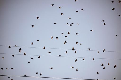 夕空を舞う渡り鳥の大群 鳥,鳥の群れ,大群の写真素材