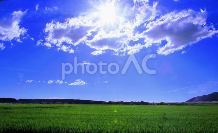 夏の田園風景・青田 夏,田園,青田の写真素材