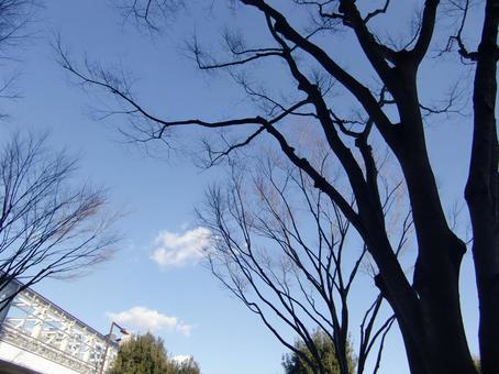 Photo, bare tree, dry, branch, 