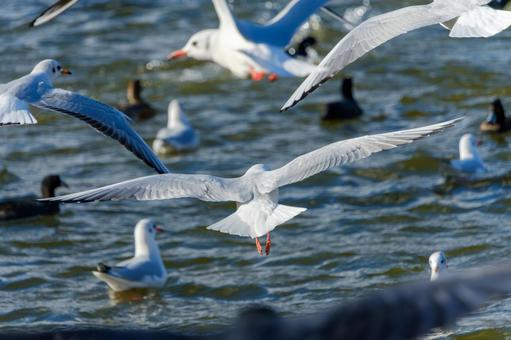 飛び交うユリカモメと冬の水辺 飛び交うユリカモメと冬の水辺 ユリカモメ,鳥,水鳥の写真素材