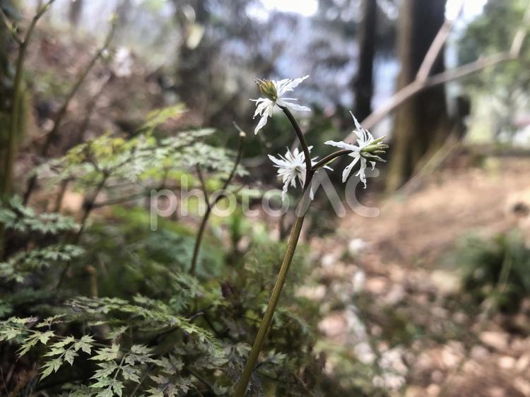 オウレン 栃木市,自然,オウレンの写真素材