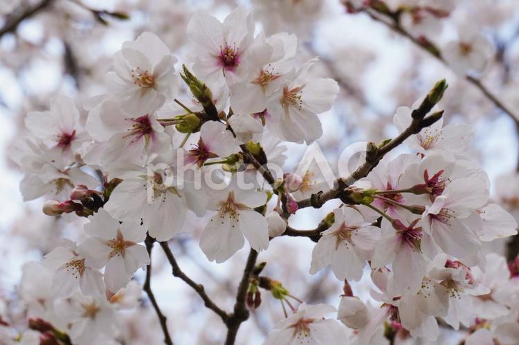 2025年　桜満開　２ 桜,さくら,花の写真素材