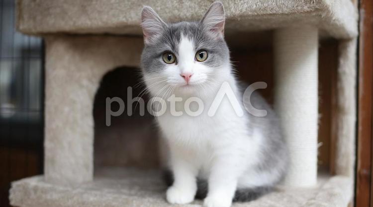 キャットタワーでおすわりしてる白グレー猫 猫,キャットタワー,白猫の写真素材