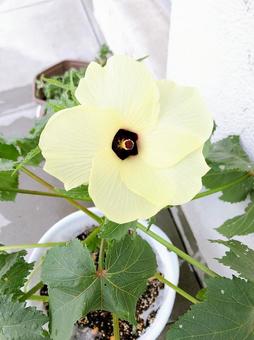 オクラの花 オクラの花の写真