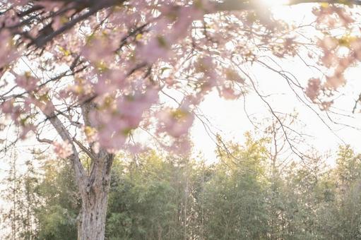 河津桜と太陽の背景 河津桜と太陽の背景の写真
