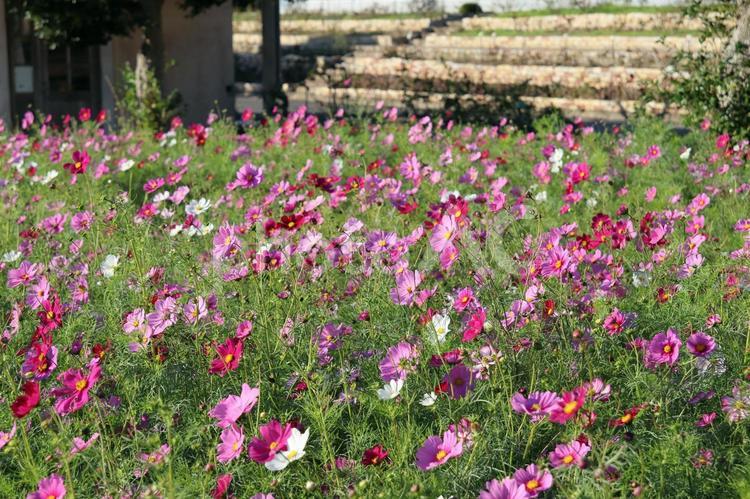 長崎のあぐりの丘のコスモス04 コスモス,花,秋桜の写真素材