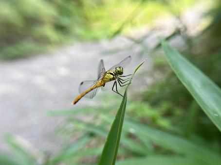 ササの葉にたたずむトンボのクローズアップ ササの葉にたたずむトンボのクローズアップの写真