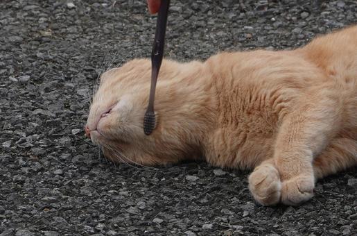 ウーン天国天国・ブラッシングしてもらう猫 ウーン天国天国・ブラッシングしてもらう猫 猫,可愛い,道路の写真素材