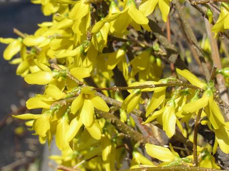 レンギョウ レンギョウ,黄色,黄色い花の写真素材