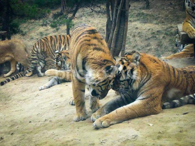 寄り添うトラたちの絆 トラ,虎,動物の写真素材