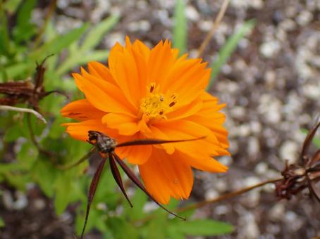 キバナコスモス キバナコスモス,コスモス,秋の写真素材