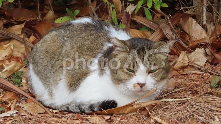 カメラ目線で香箱座りする寒がりの猫様 猫,キジシロ,香箱座りの写真素材