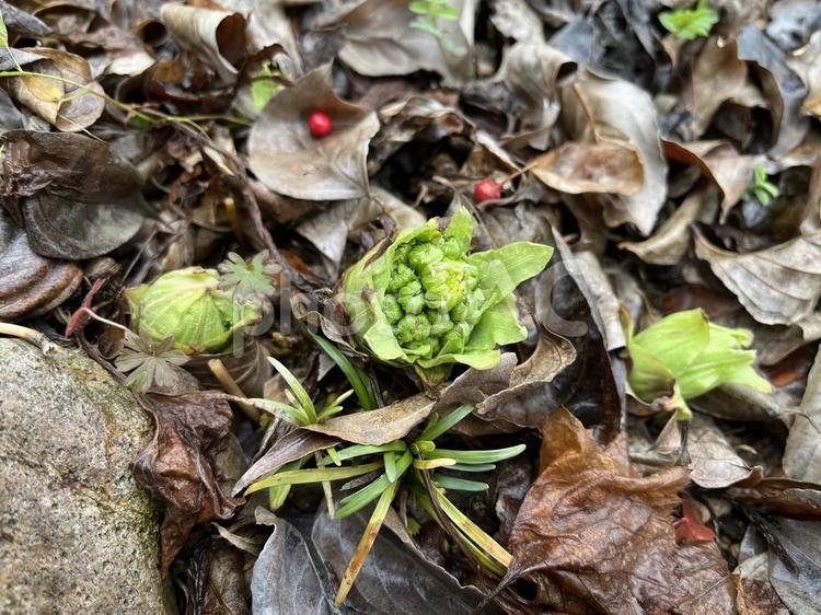 ふきのとう ふきのとう,蕗の薹,フキノトウの写真素材