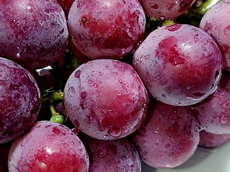 ぶどうの粒 ぶどうの粒の写真