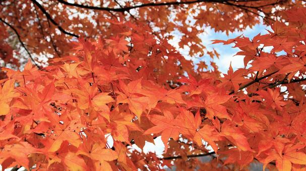 11月の河口湖畔の紅葉したモミジ 紅葉,秋,もみじの写真素材