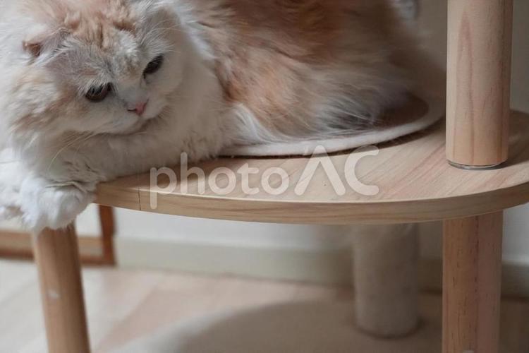 キャットタワーでくつろぐ猫さん ネコ,ねこ,ペットの写真素材