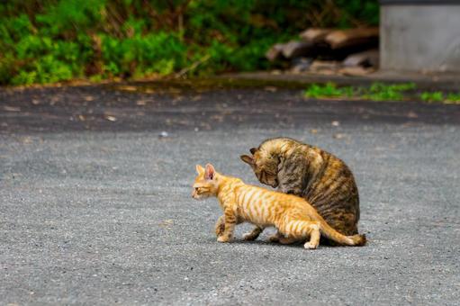 猫(150) 猫(150)の写真